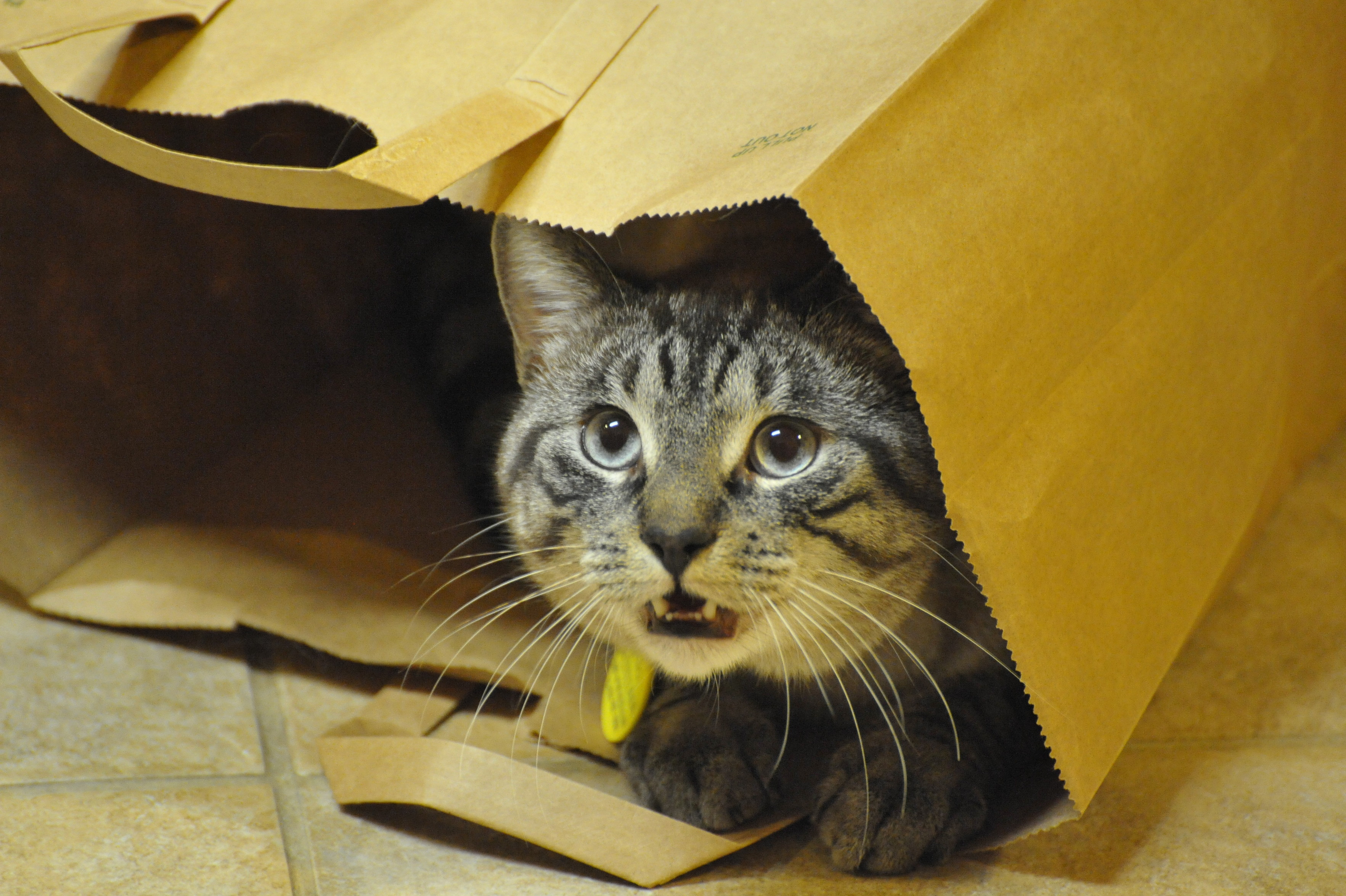 Teddy the Lynx point Siamese facing out of a paper bag, looking out curiously mid-meow. 

RIP Teddy, ~2006-2021