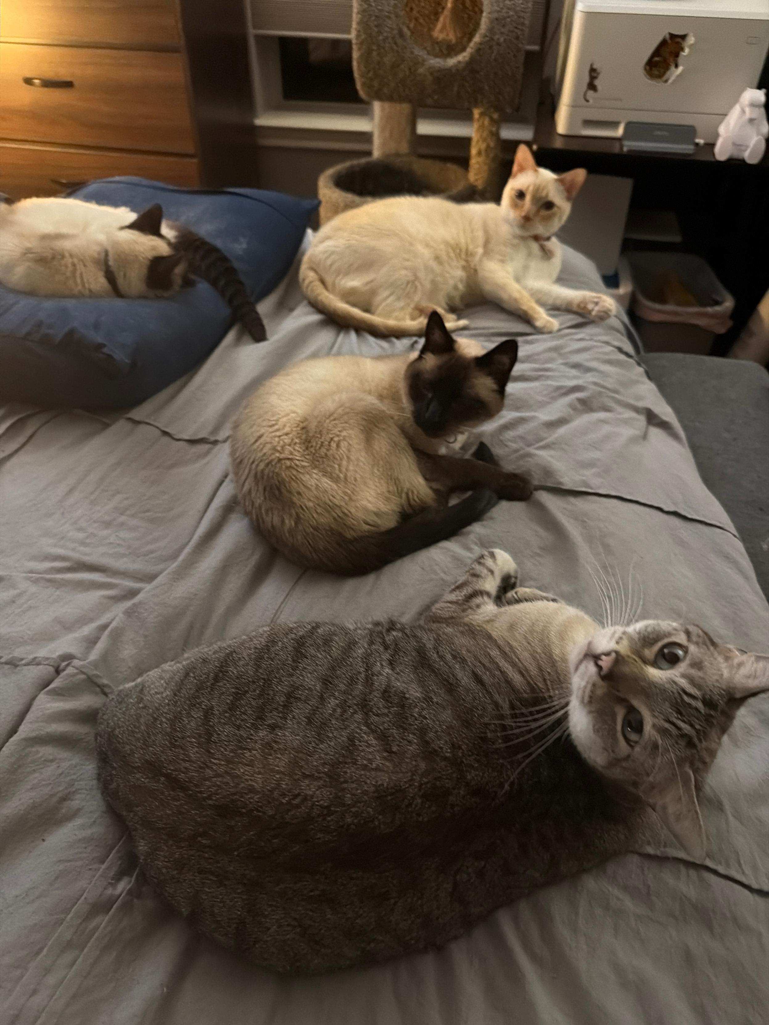 Two seal point, one flame point, one lynx point siamese, all on a bed, 3 looking at the camera.